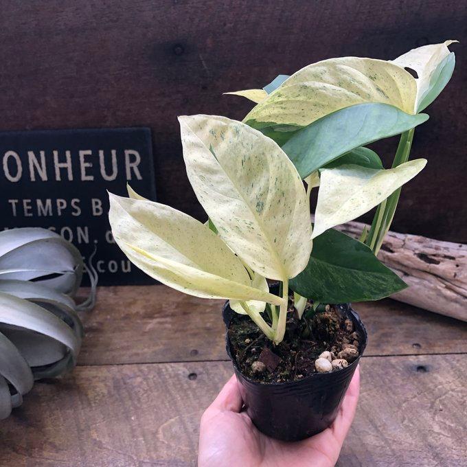 モンステラ ラニアータ・ミント レア品種 観葉植物 : パリジェンヌ