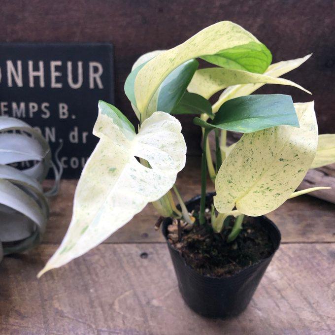 モンステラ ラニアータ・ミント レア品種 観葉植物 : パリジェンヌ