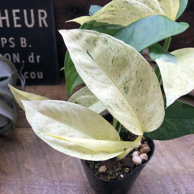 モンステラ ラニアータ・ミント レア品種 観葉植物 : パリジェンヌ