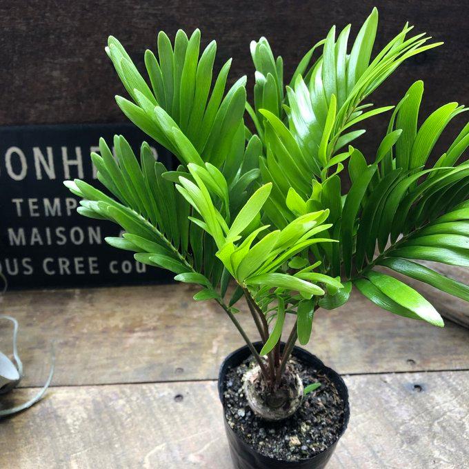 フロリダーナ ザミア 3号サイズ 高価な塊根植物 観葉植物 インテリア（Yahoo!・パリジェンヌ）