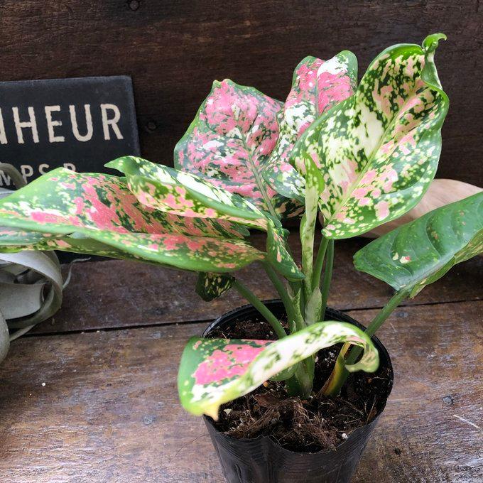 アンヤマニートリカラー アグラオネマ 希少 観葉植物 : パリジェンヌ