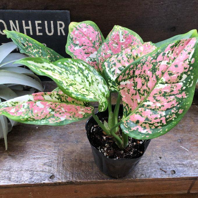 アンヤマニートリカラー アグラオネマ 希少 観葉植物 : パリジェンヌ