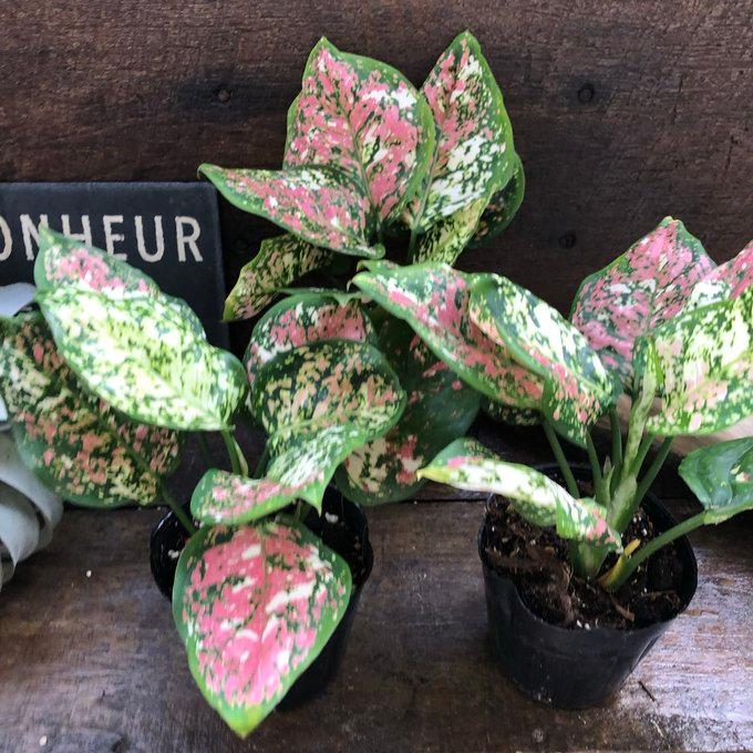 アンヤマニートリカラー アグラオネマ 希少 観葉植物 : パリジェンヌ
