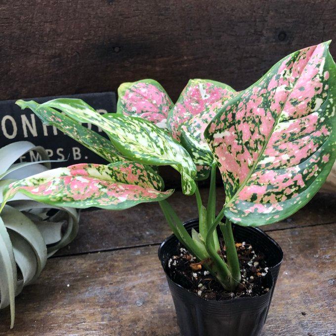 アンヤマニートリカラー アグラオネマ 希少 観葉植物 : パリジェンヌ