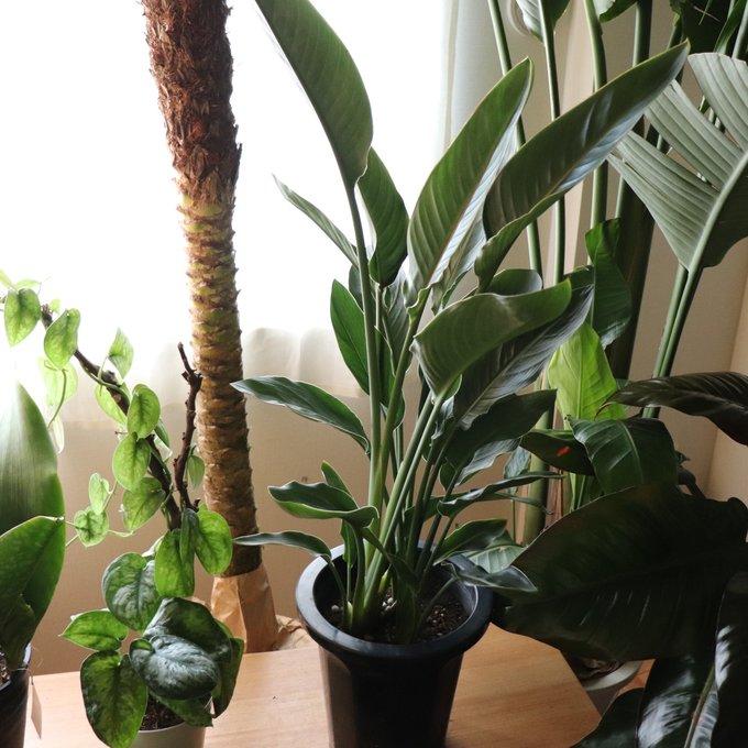 レギネ 8号 大きな観葉植物 ストレチア 極楽鳥花 : パリジェンヌ
