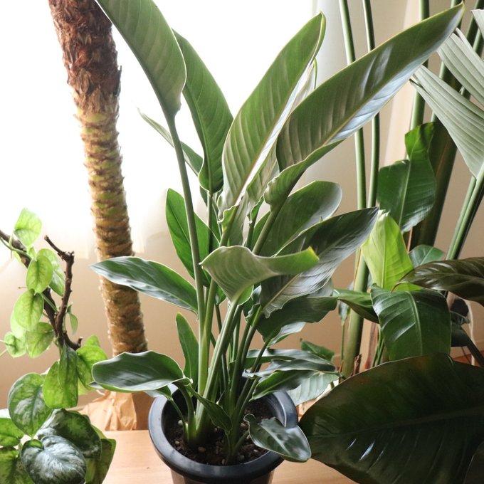 レギネ 8号 大きな観葉植物 ストレチア 極楽鳥花 : パリジェンヌ