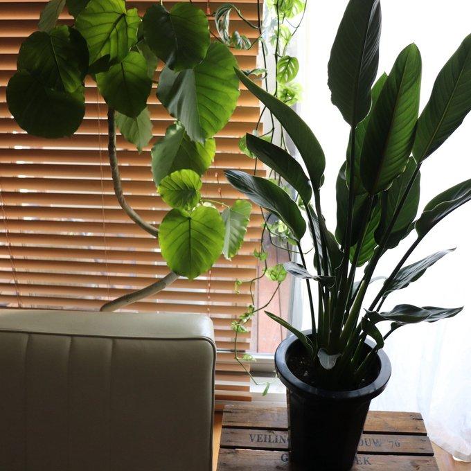 レギネ 8号 大きな観葉植物 ストレチア 極楽鳥花 : パリジェンヌ