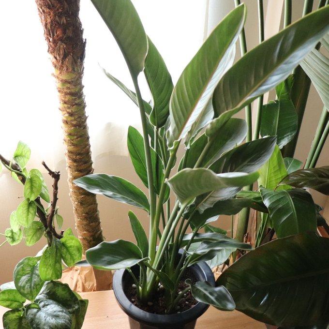 レギネ 8号 大きな観葉植物 ストレチア 極楽鳥花 : パリジェンヌ