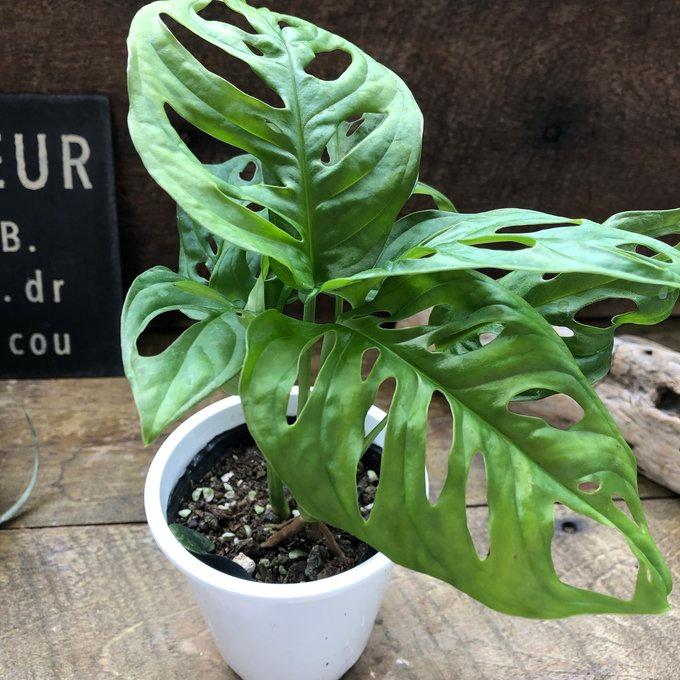 マドカズラ 3.5号 観葉植物 インテリア : パリジェンヌ - 通販 - Yahoo