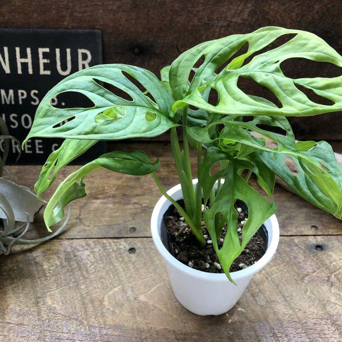 観葉植物 観葉植物 パキラ 23027 ホワイト【代引不可】【同梱不可】(ホワイト