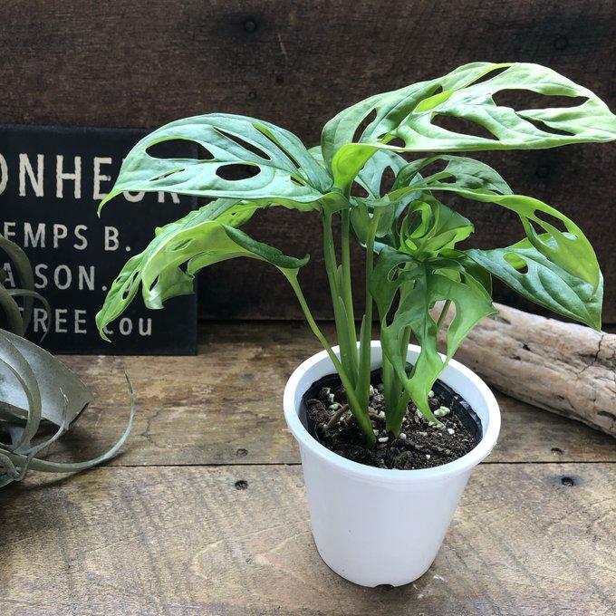 マドカズラ 斑入り【現品】☆希少☆ 観葉植物 室内 5号 観葉植物 希少 