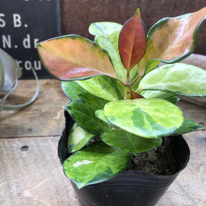 ホヤ オーストラリス リサ 観葉植物 ガーデニング : パリジェンヌ