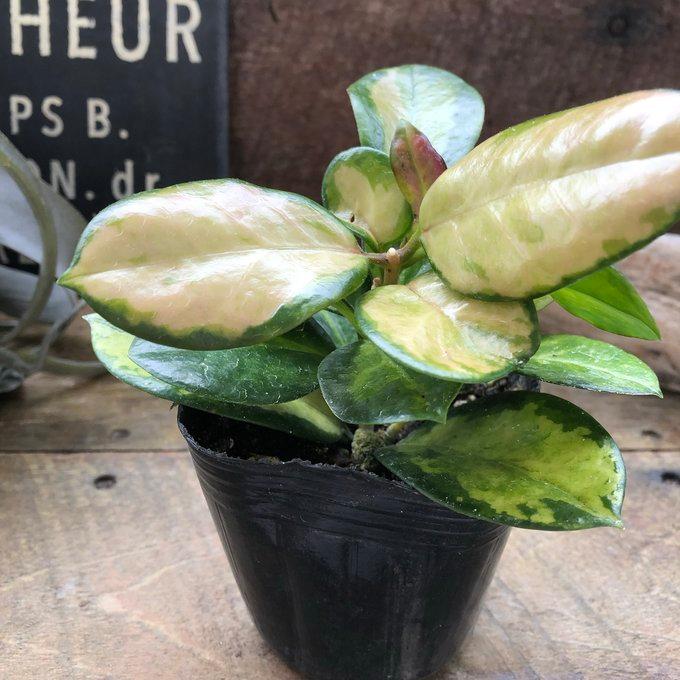 ホヤ オーストラリス リサ 観葉植物 ガーデニング : パリジェンヌ