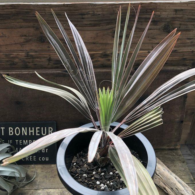 ヤシ ビスマルキア（ビスマルキア・ノビリス） : パリジェンヌ - 通販