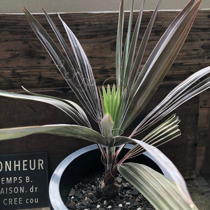 ヤシ ビスマルキア（ビスマルキア・ノビリス） : パリジェンヌ - 通販