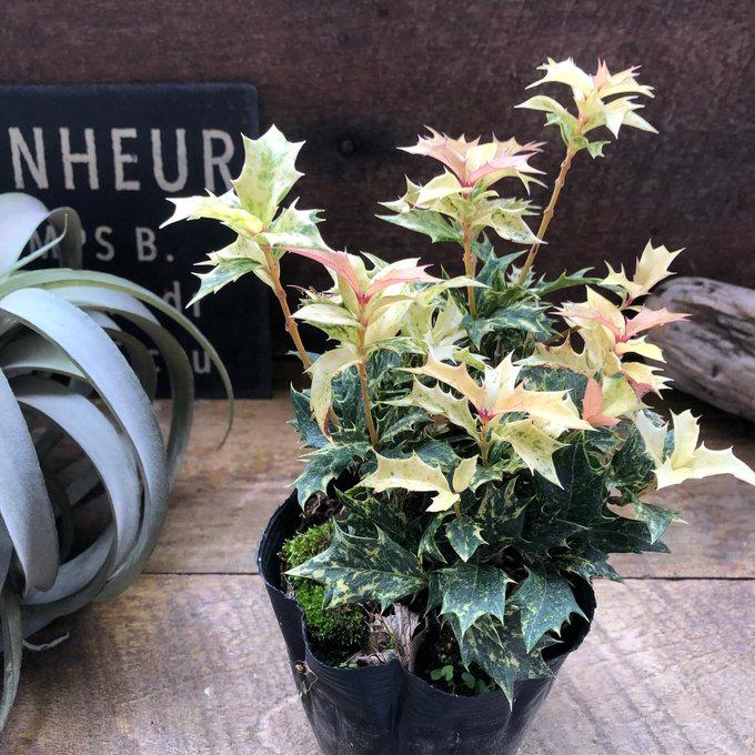 ゴシキヒイラギ 西洋ヒイラギ 魔除け木に クリスマス : パリジェンヌ