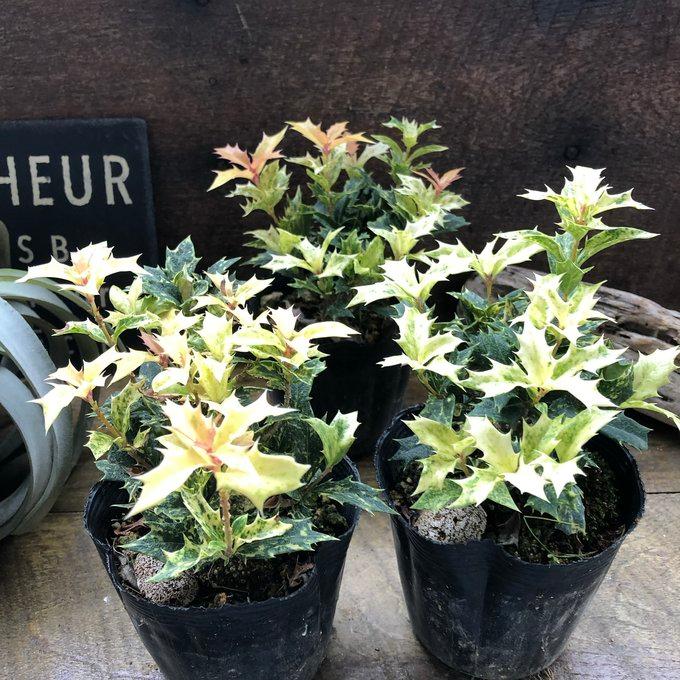 ゴシキヒイラギ 西洋ヒイラギ 魔除け木に クリスマス : パリジェンヌ