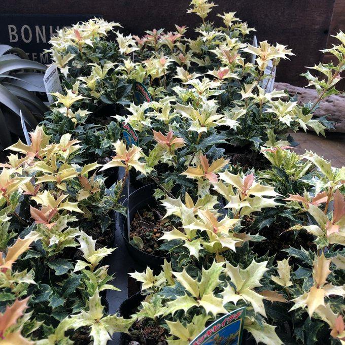 ゴシキヒイラギ 西洋ヒイラギ 魔除け木に クリスマス : パリジェンヌ