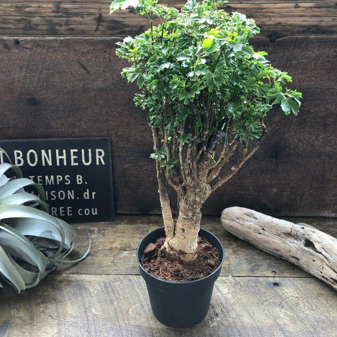 パセリ ポリシャス 観葉植物 : パリジェンヌ - 通販 - Yahoo!ショッピング