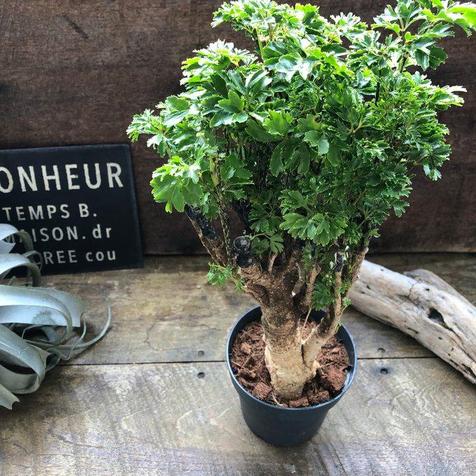 パセリ ポリシャス 観葉植物 : パリジェンヌ - 通販 - Yahoo!ショッピング