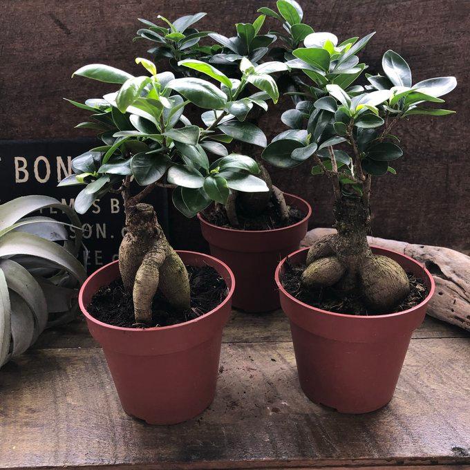 ガジュマル 4号 精霊が宿る 観葉植物 : パリジェンヌ - 通販 - Yahoo