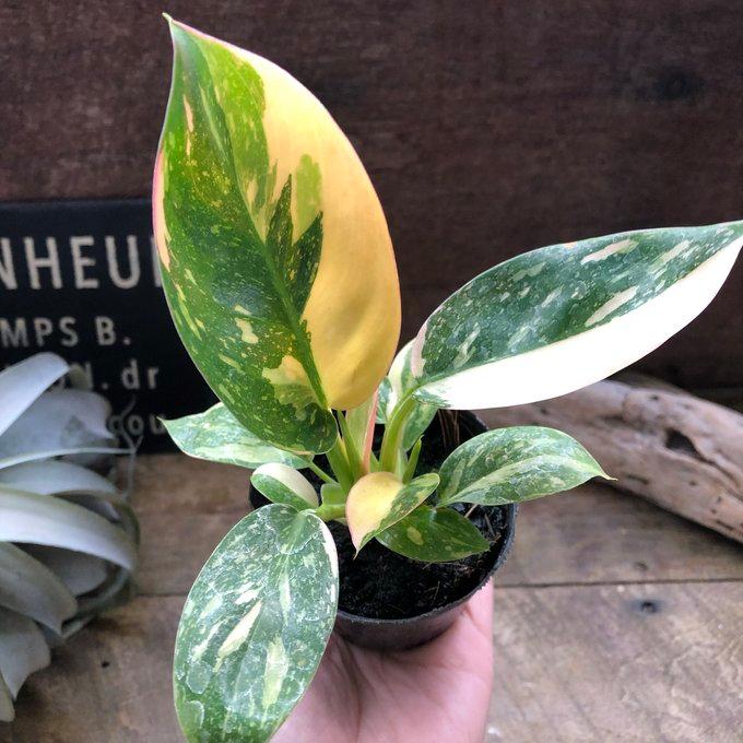 グリーンコンゴ バリエガータ フィロデンドロン 斑入り 希少 観葉植物