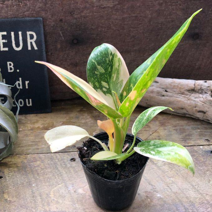 グリーンコンゴ バリエガータ フィロデンドロン 斑入り 希少 観葉植物