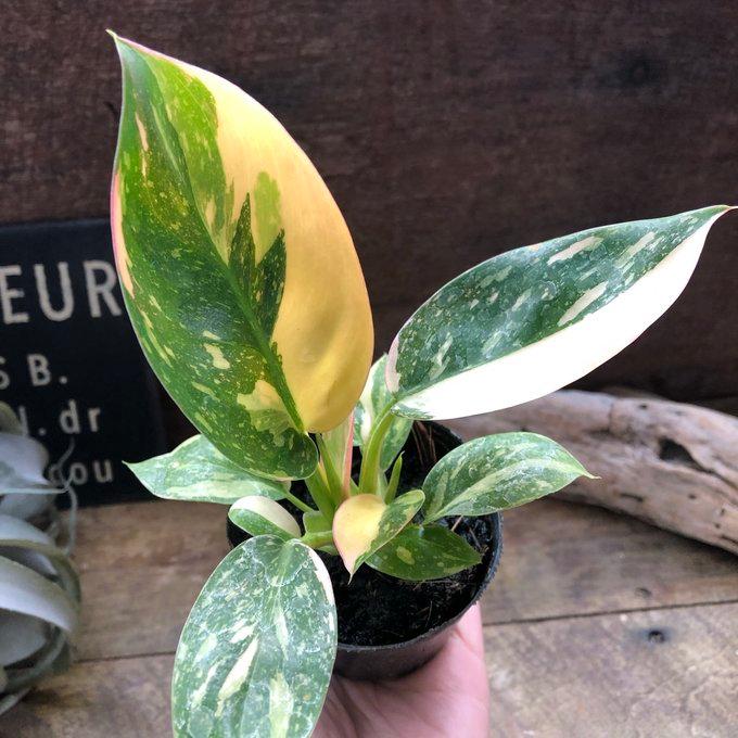 グリーンコンゴ バリエガータ フィロデンドロン 斑入り 希少 観葉植物