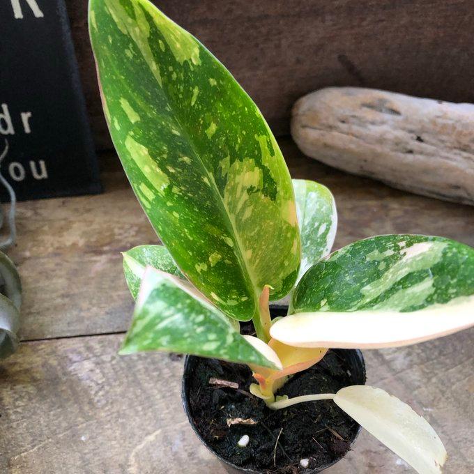 グリーンコンゴ バリエガータ フィロデンドロン 斑入り 希少 観葉植物