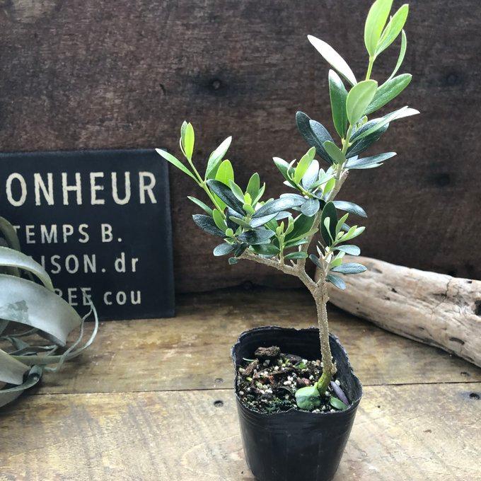 ネバディブロンコ オリーブ 観葉植物 : パリジェンヌ - 通販 - Yahoo
