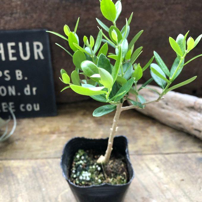 ネバディブロンコ オリーブ 観葉植物 : パリジェンヌ - 通販 - Yahoo