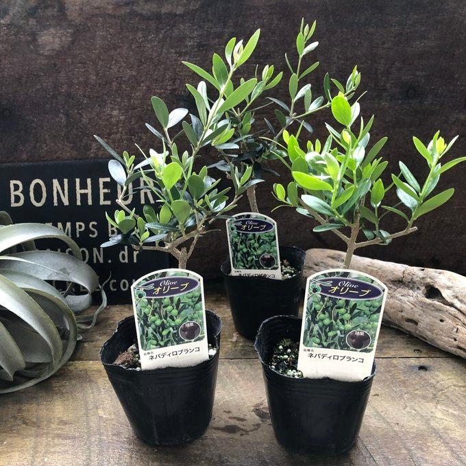 ネバディブロンコ オリーブ 観葉植物 : パリジェンヌ - 通販