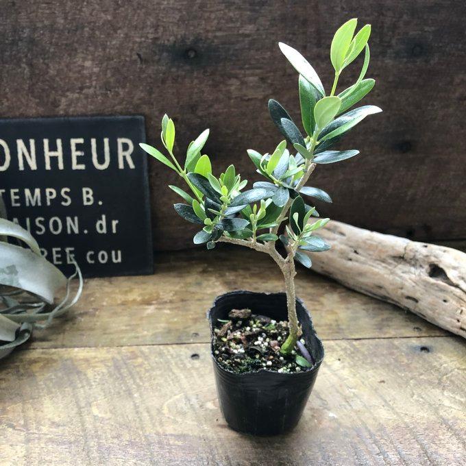 ネバディブロンコ オリーブ 観葉植物 : パリジェンヌ - 通販 - Yahoo