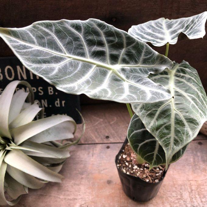 ワトソニアライトニング 即完売 アロカシア 観葉植物 : パリジェンヌ