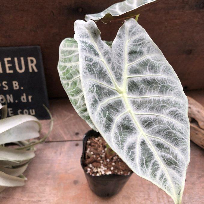 ワトソニアライトニング 即完売 アロカシア 観葉植物 : パリジェンヌ