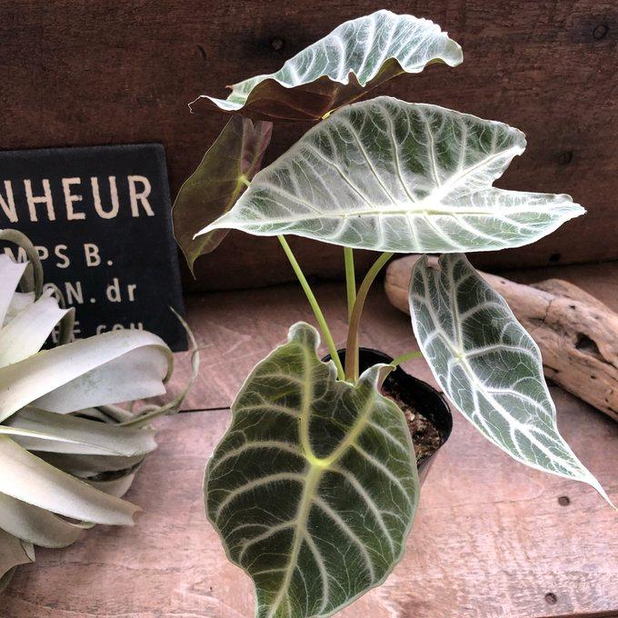 ワトソニアライトニング 即完売 アロカシア 観葉植物 : パリジェンヌ