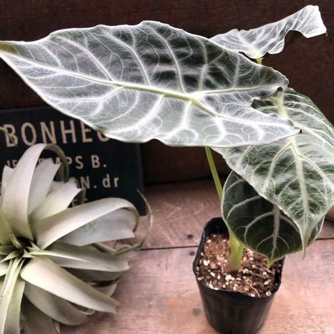 ワトソニアライトニング 即完売 アロカシア 観葉植物 : パリジェンヌ