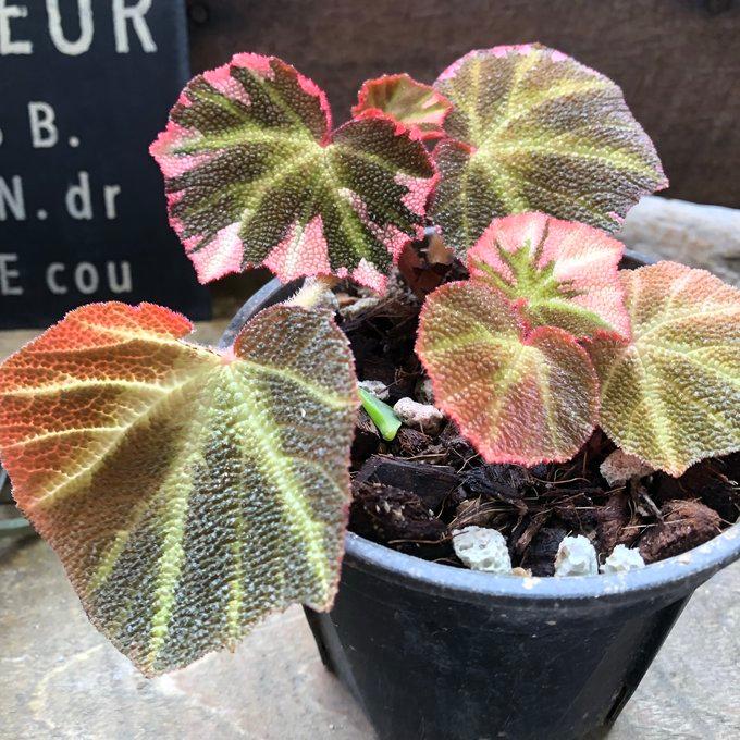 超希少品種】ベゴニア ソリムタータ 観葉植物 鉢ごと発送 6号鉢 【公式