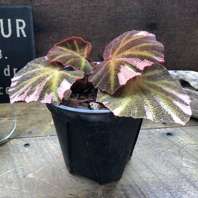 超希少品種】ベゴニア ソリムタータ 観葉植物 鉢ごと発送 6号鉢 【公式
