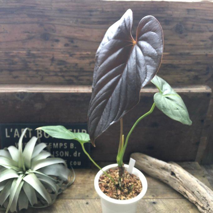 チャンべルラニアタム ロムズレッド 希少 アンスリウム 観葉植物