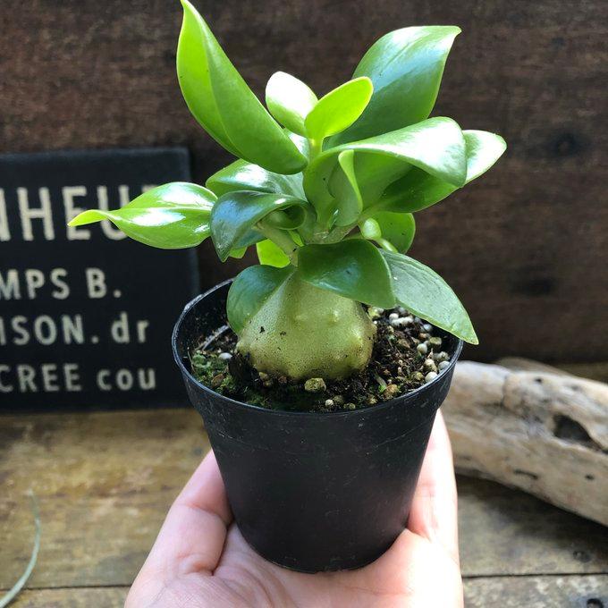 アリ植物 ヒドノフィツム パプアナム 希少 塊根部分 : パリジェンヌ