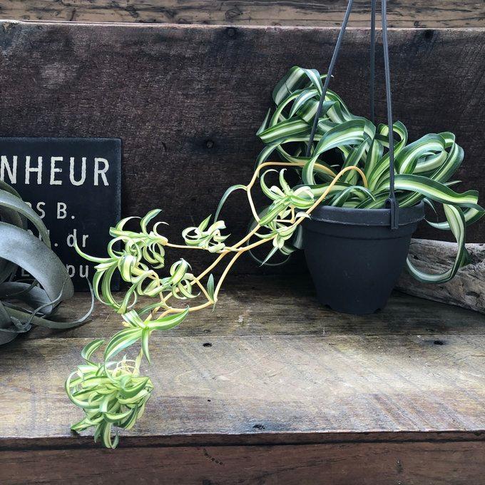 吊り下げ ボニー オリヅルラン 観葉植物 インテリア ガーデニング