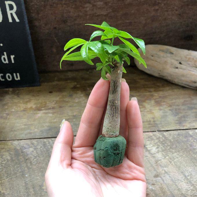 パキラ ガラス鉢 ハイドロカルチャー 虫が来ない : パリジェンヌ
