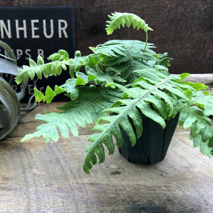 健康的なシダ類 観葉植物 大きめ シダ 『タイワンシアオネカズラ』青緑の根っこ 観葉植物 : パリ