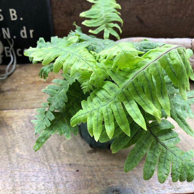 シダ 『タイワンシアオネカズラ』青緑の根っこ 観葉植物 : パリ