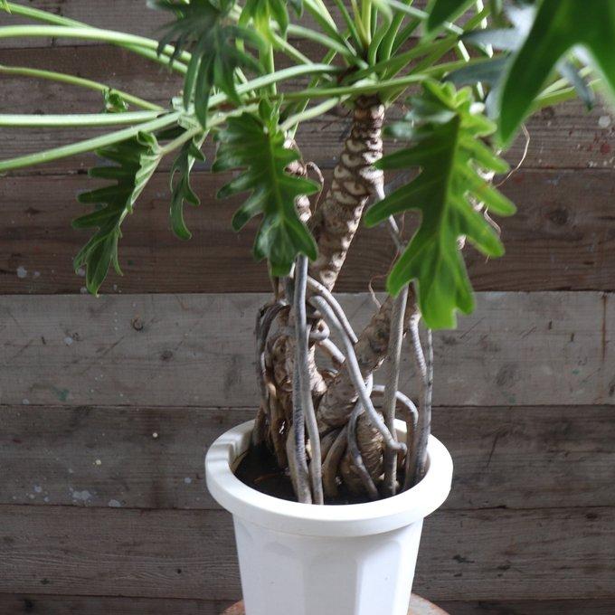 フィロデンドロン クッカパラ　観葉植物　室内　癒し　丈夫 園芸ネット本店｜フィロデンドロン：クッカバラ 8号鉢植え25-02 の通販