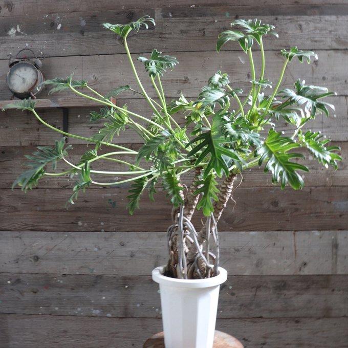 フィロデンドロン クッカパラ　観葉植物　室内　癒し　丈夫 クッカバラ 現品 フィロデンドロン 観葉植物 インテリア : パリ