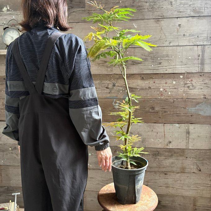 曲がり木 エバーフレッシュ 7号 空気清浄の木 夜眠る 観葉植物