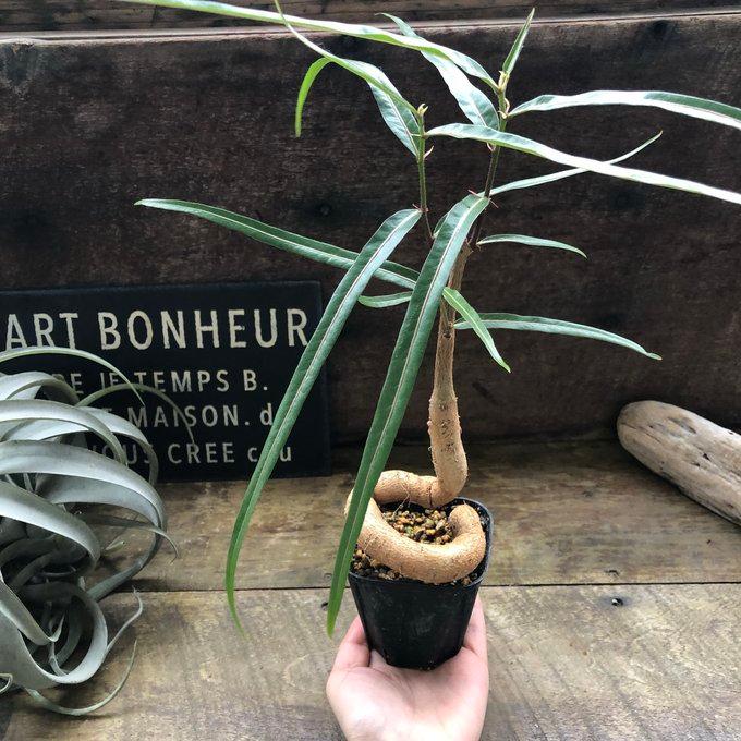 ボトルツリー ブラキキトン ポプルネウス おしゃれな観葉植物