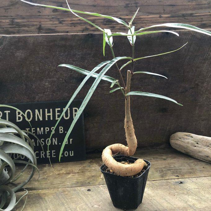 ボトルツリー ブラキキトン ポプルネウス おしゃれな観葉植物